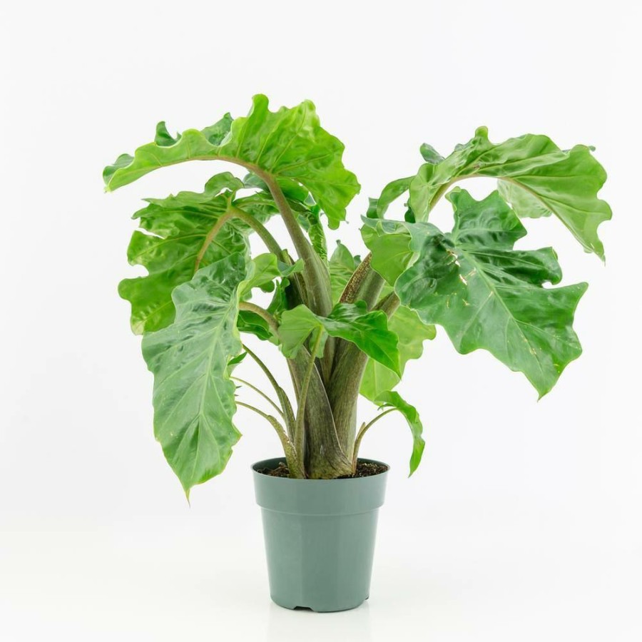 Outdoor Plants * | Top 10 6 In. Low Rider Alocasia Plant By National Plant Network