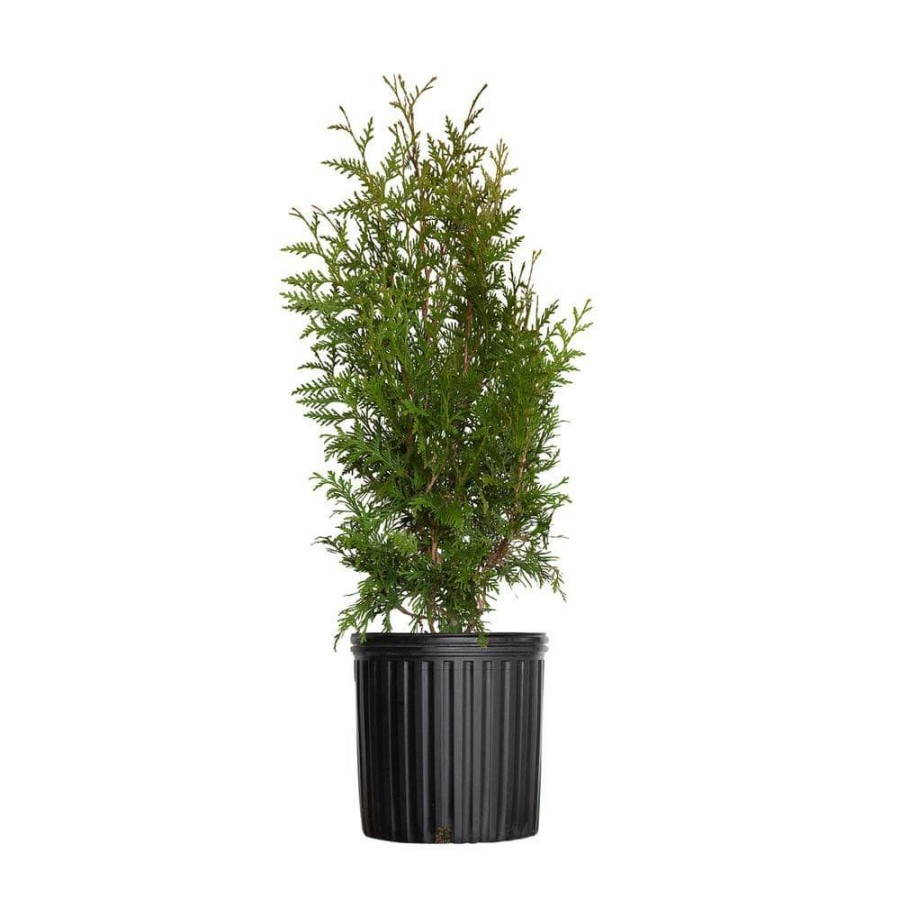 Outdoor Plants * | Wholesale 2.5 Gal Green Giant Arborvitae (Thuja) Tree/Shrub With Fast-Growing Evergreen Foliage, 30 Plus In. Tall By Flowerwood