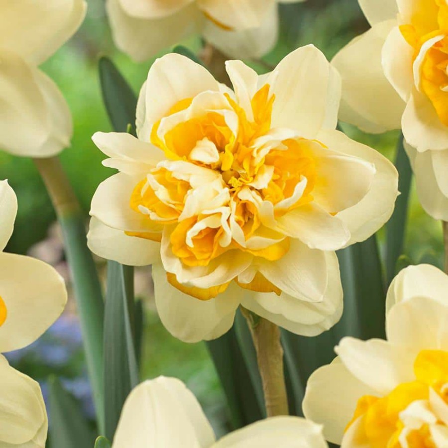 Outdoor Plants * | Wholesale Daffodils Bulbs Peach Cobbler (Set Of 12) By Van Zyverden