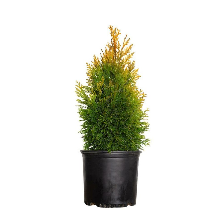 Outdoor Plants * | Flash Sale 3 Gal. Forever Goldy Arborvitae, Evergreen Tree With Golden-Yellow Foliage By Southern Living Plant Collection