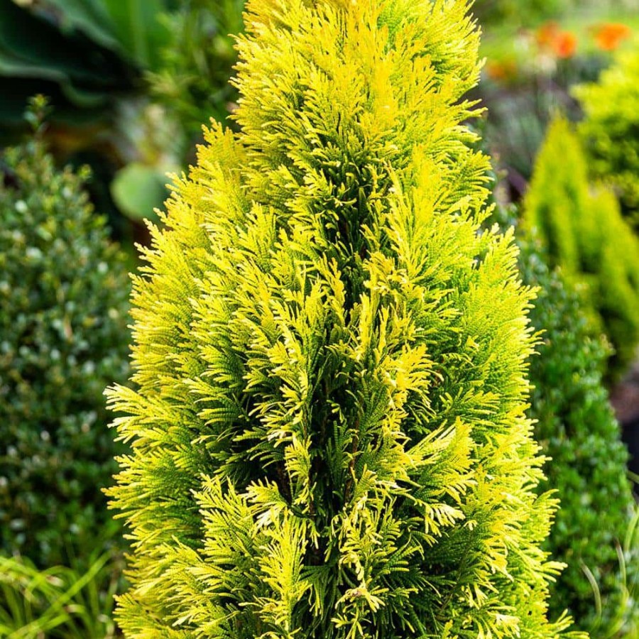 Outdoor Plants * | Flash Sale 3 Gal. Forever Goldy Arborvitae, Evergreen Tree With Golden-Yellow Foliage By Southern Living Plant Collection