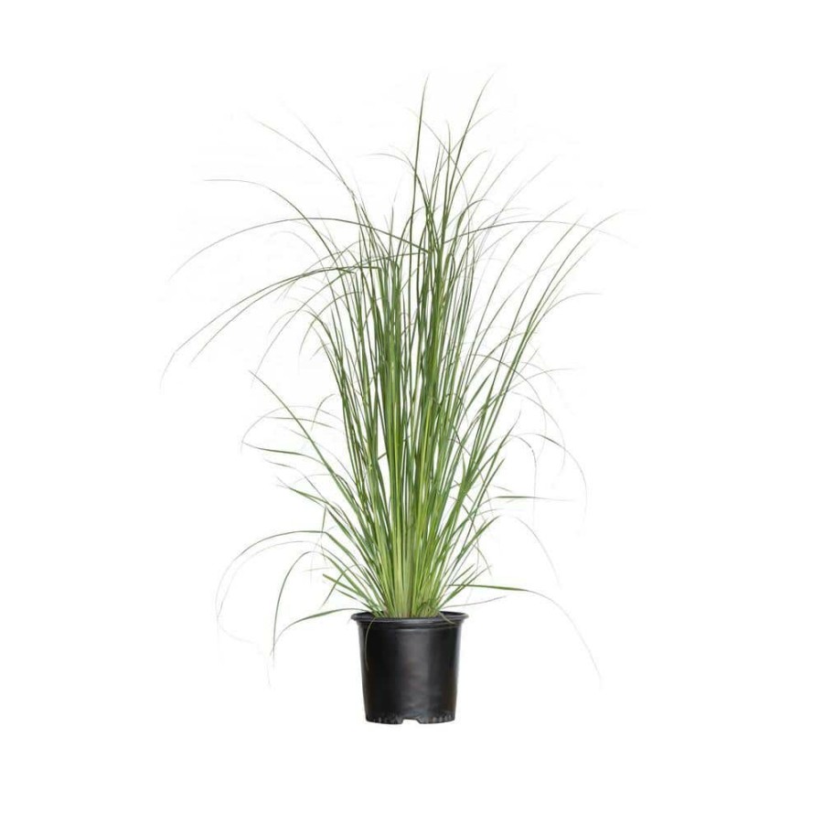 Outdoor Plants * | Best Sale 2.5 Gal. Pampas Grass With Sandy White Blooms, Live Evergreen Grass By Flowerwood