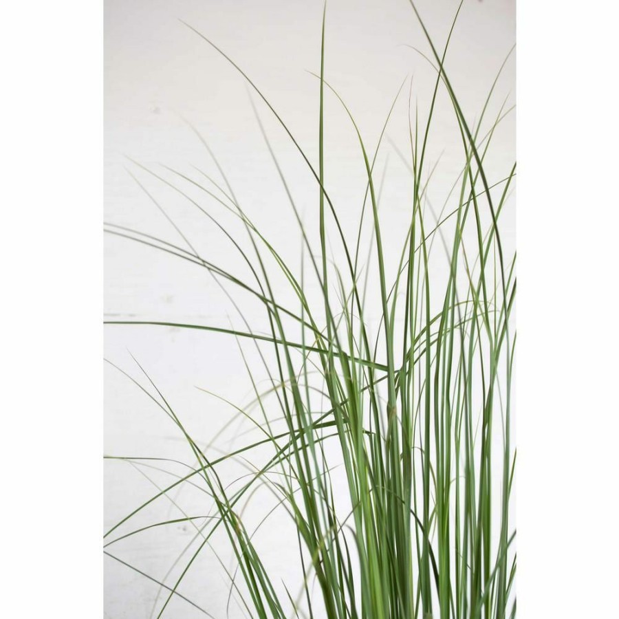 Outdoor Plants * | Best Sale 2.5 Gal. Pampas Grass With Sandy White Blooms, Live Evergreen Grass By Flowerwood