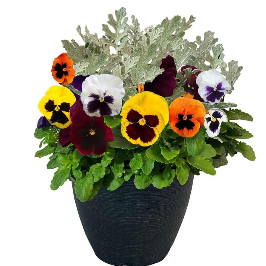 Outdoor Plants * | Budget 11 In. Pansy Annual Plant In Decorative Pot With Multi-Colored Blooms And Dusty Miller By Unbranded