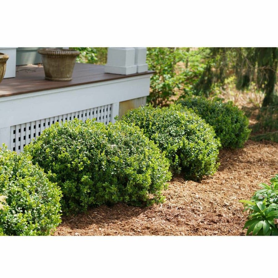 Outdoor Plants * | Cheapest 4.5 In. Qt. Sprinter Boxwood (Buxus) Live Evergreen Shrub, Green Foliage By Proven Winners