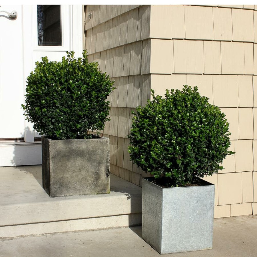 Outdoor Plants * | Cheapest 4.5 In. Qt. Sprinter Boxwood (Buxus) Live Evergreen Shrub, Green Foliage By Proven Winners