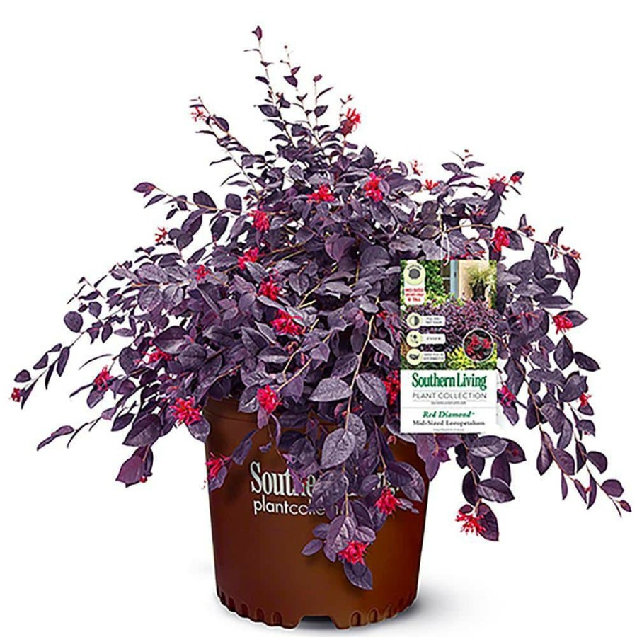 Outdoor Plants * | Brand New 2 Gal. Red Diamond Loropetalum Shrub With Burgundy Foliage And Bright Red Blooms By Southern Living