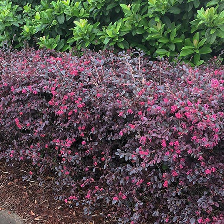 Outdoor Plants * | Brand New 2 Gal. Red Diamond Loropetalum Shrub With Burgundy Foliage And Bright Red Blooms By Southern Living