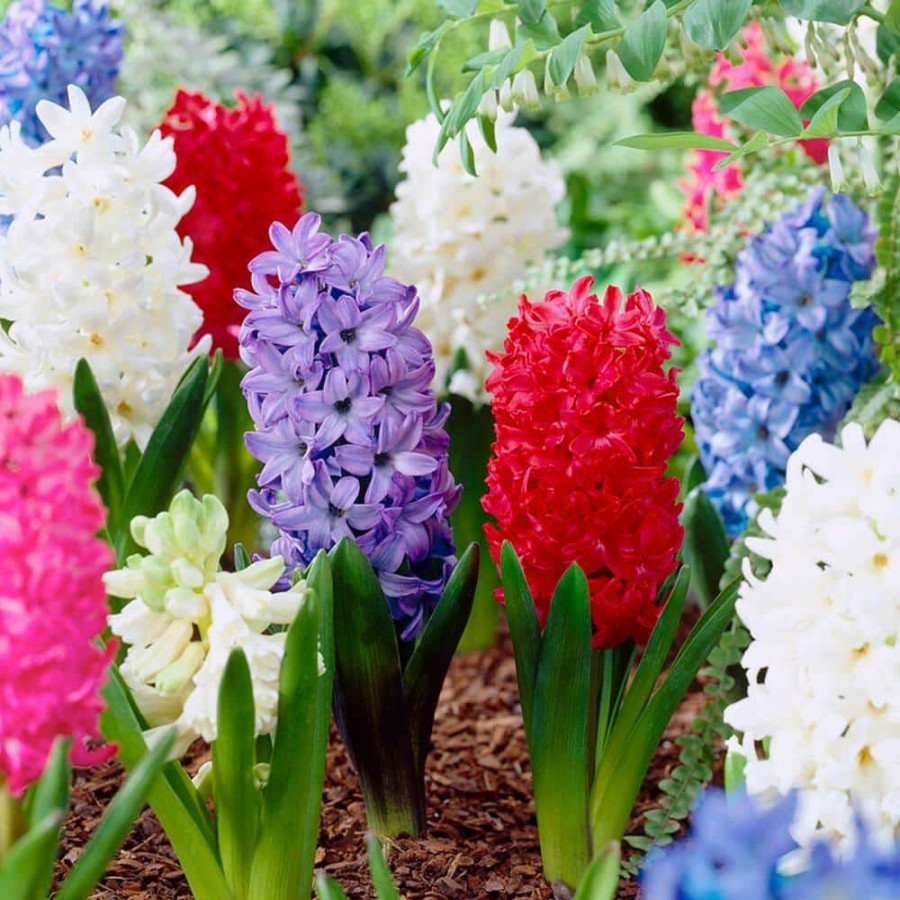 Outdoor Plants * | Brand New 14/15 Cm Hyacinth Bulbs Giant Mixed (Bag Of 25) By Garden State Bulb