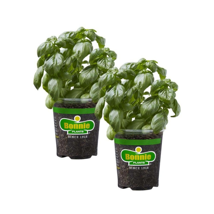 Outdoor Plants * | New 19 Oz. Sweet Basil Herb Plant (2-Pack) By Bonnie Plants