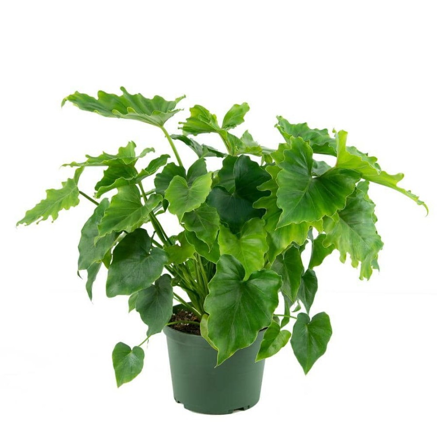 Outdoor Plants * | Best Reviews Of 6 In. Shangri-La Philodendron Plant By National Plant Network