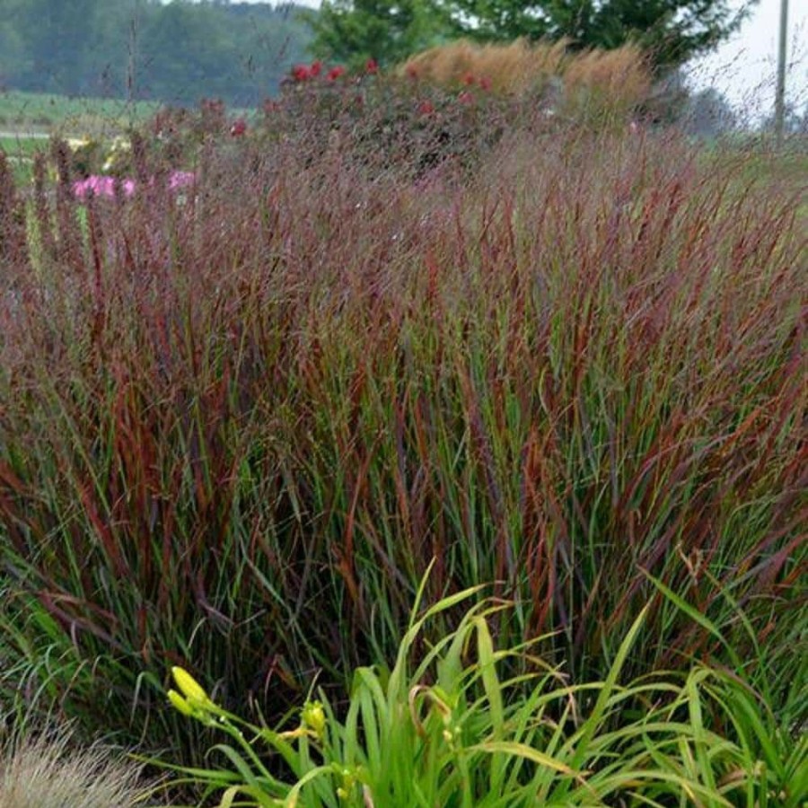 Outdoor Plants * | Best Pirce 3 Gal. Prairie Winds Cheyenne Sky Red Switch Grass Live Ornamental Grass Plant By Bell Nursery