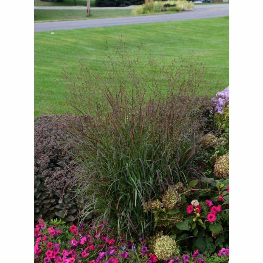 Outdoor Plants * | Best Pirce 3 Gal. Prairie Winds Cheyenne Sky Red Switch Grass Live Ornamental Grass Plant By Bell Nursery