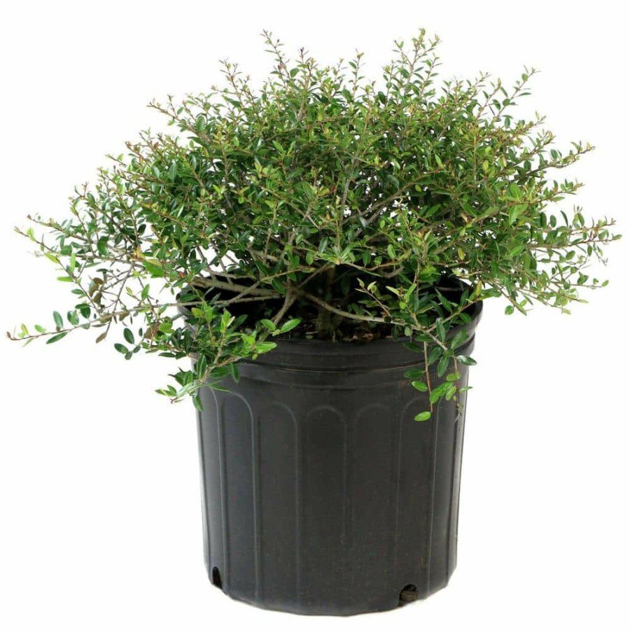 Outdoor Plants * | Outlet 2.25 Gal. Holly Dwarf Yaupon Shrub By National Plant Network