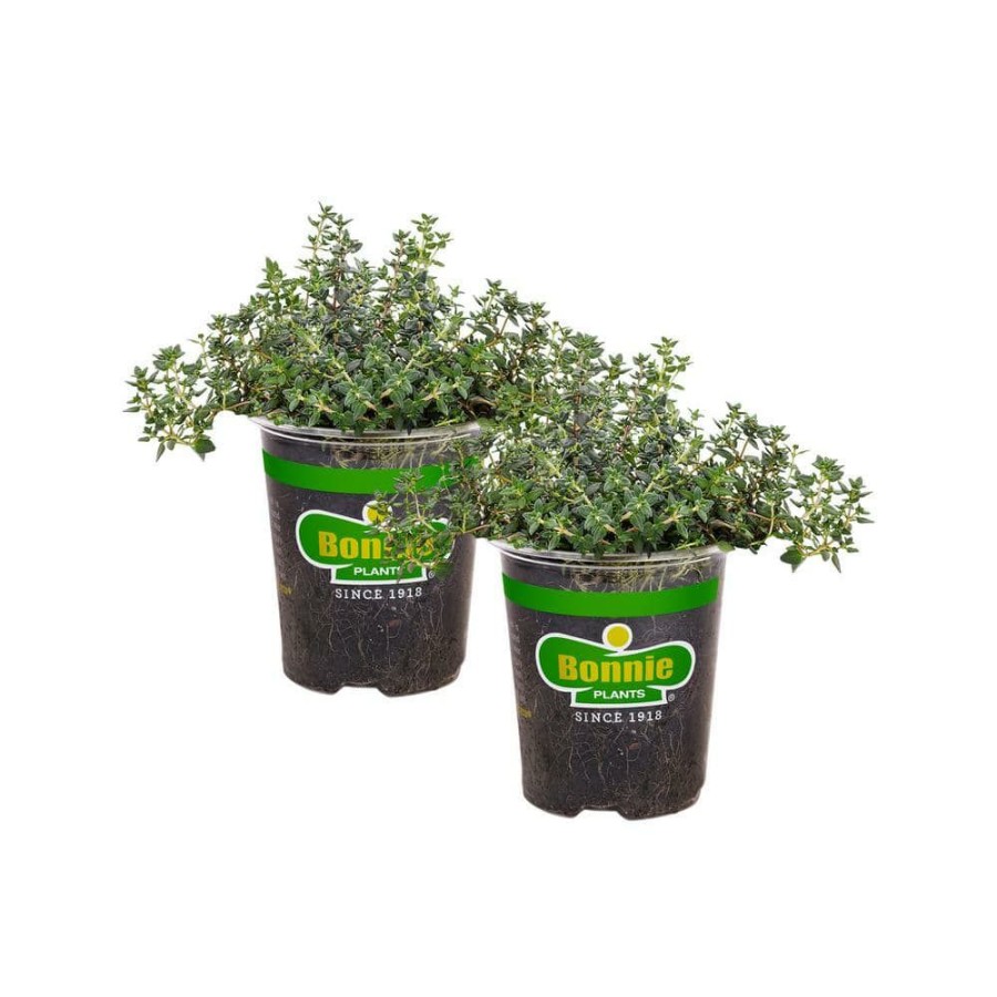 Outdoor Plants * | Brand New 19 Oz. German Thyme Herb Plant (2-Pack) By Bonnie Plants