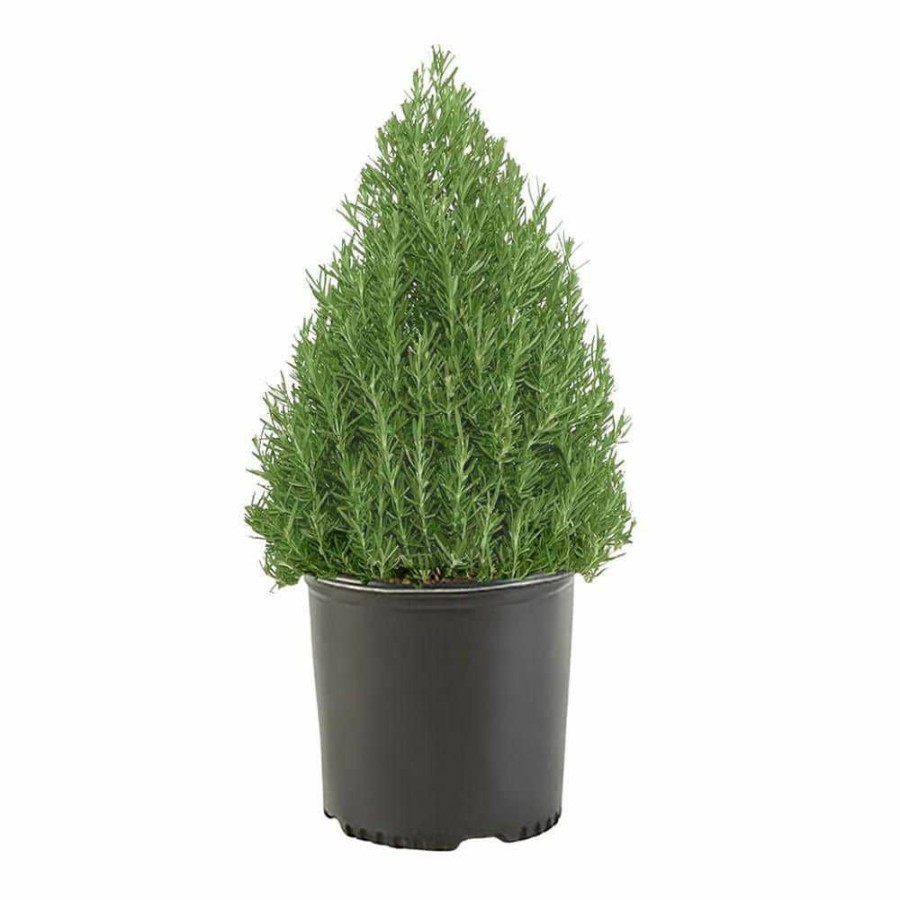 Outdoor Plants * | Best Deal 3 Gal. Rosemary Evergreen Plant With Pale Blue To White Flowers By Unbranded