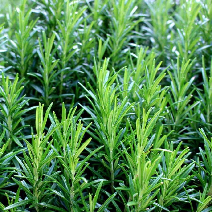 Outdoor Plants * | Best Deal 3 Gal. Rosemary Evergreen Plant With Pale Blue To White Flowers By Unbranded