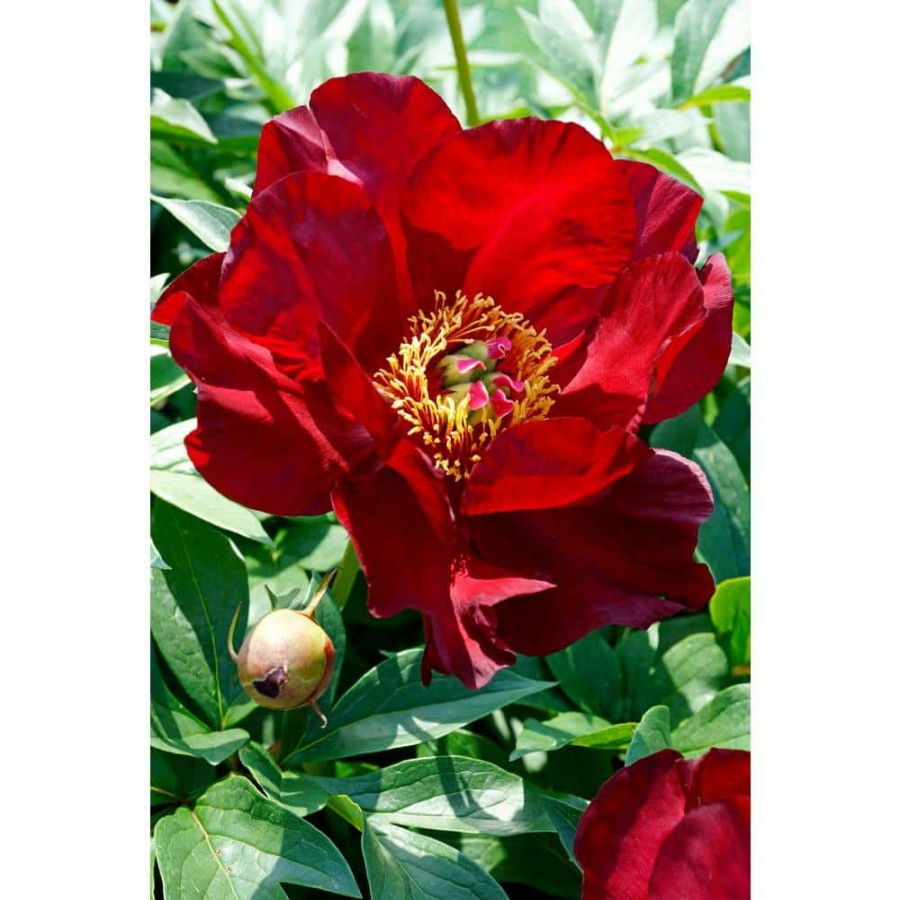 Outdoor Plants * | Best Reviews Of 4 In. Pot Itoh Peony Scarlet Heaven Live Potted Perennial Red Flowers By Spring Hill Nurseries