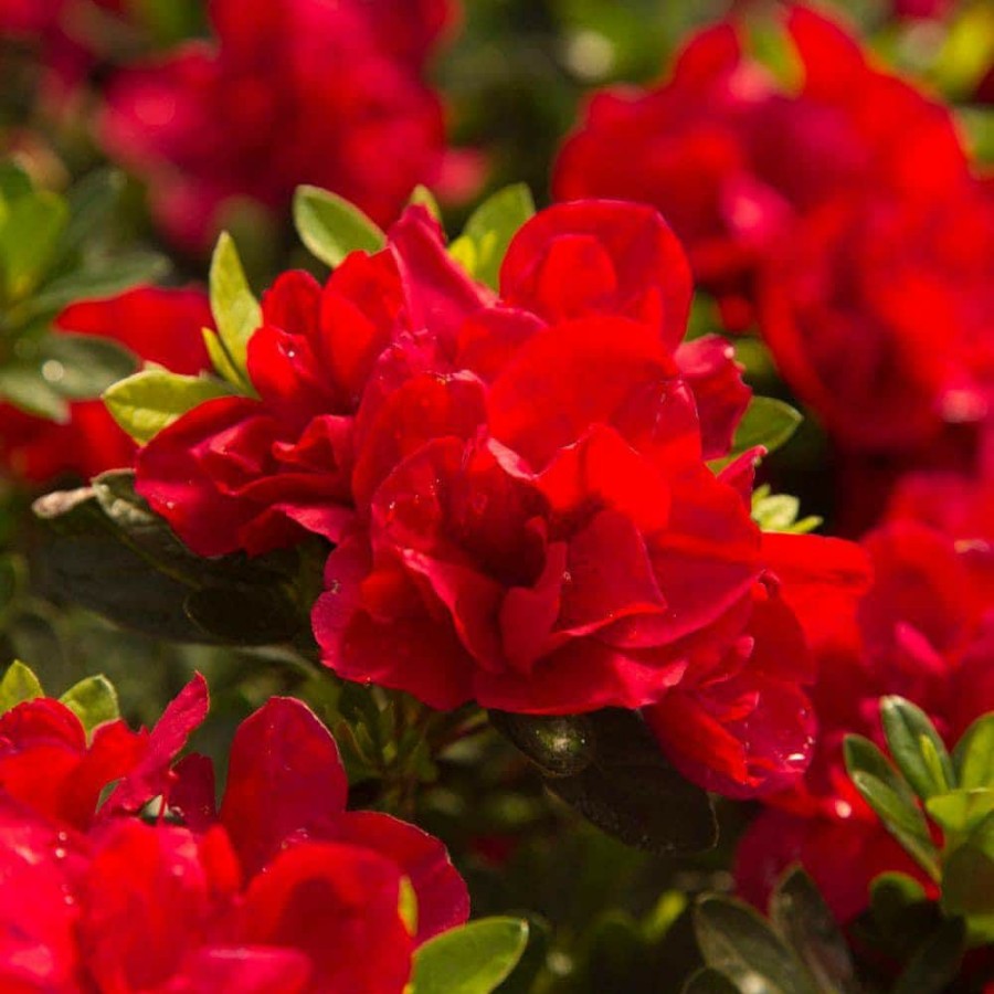 Outdoor Plants * | Best Reviews Of 2 Gal. Autumn Bonfire Shrub With Clear Red Reblooming Flowers By Encore Azalea