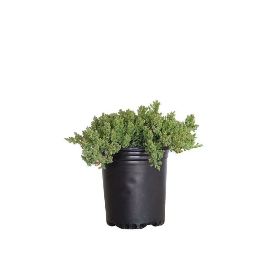 Outdoor Plants * | Best Pirce 2.5 Qt. Juniper Procumbens Nana Evergreen Groundcover Shrub By Flowerwood