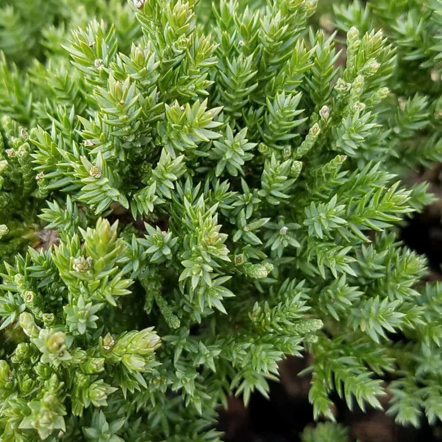 Outdoor Plants * | Best Pirce 2.5 Qt. Juniper Procumbens Nana Evergreen Groundcover Shrub By Flowerwood