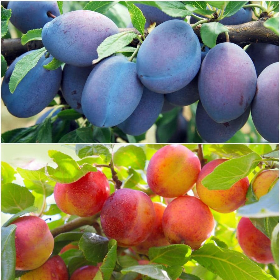 Outdoor Plants * | Wholesale Double Plum Twist Bare Root Tree With 2 Different Plum Varieties Growing On 1 Tree By Online Orchards