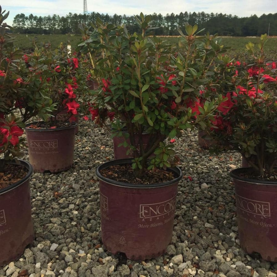 Outdoor Plants * | Best Reviews Of 3 Gal. Autumn Bonfire Shrub With Clear Red Reblooming Flowers By Encore Azalea