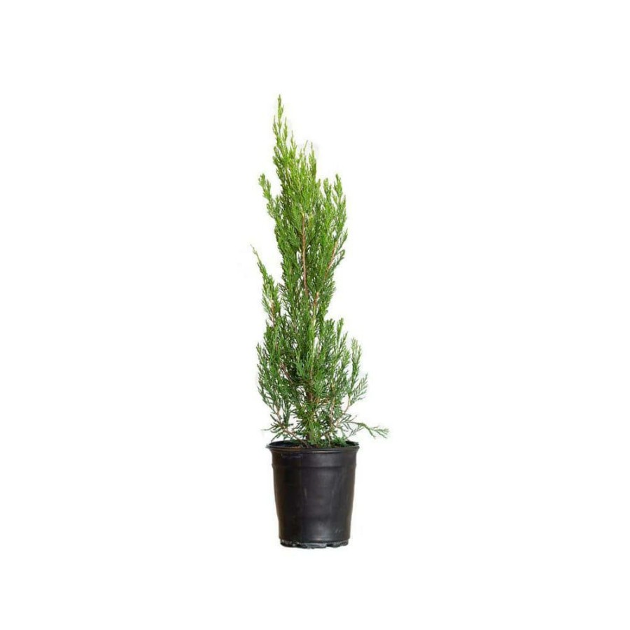 Outdoor Plants * | Best Sale 2.5 Qt. Spartan Juniper, Live Evergreen Tree, Dark Green Fast-Growing Privacy Plant By Unbranded