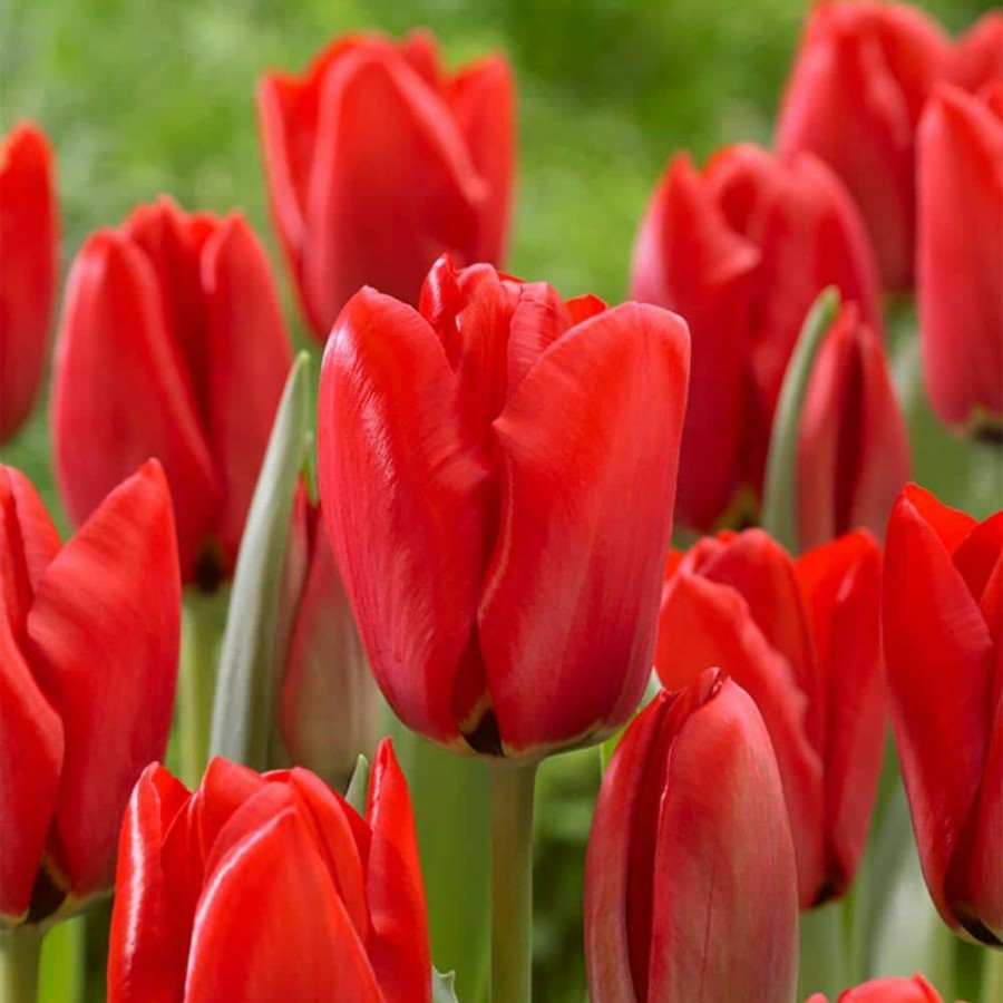 Outdoor Plants * | Promo 12/+ Cm Tulip Bulbs Darwin Hybrid Red Collection (Bag Of 25) By Garden State Bulb