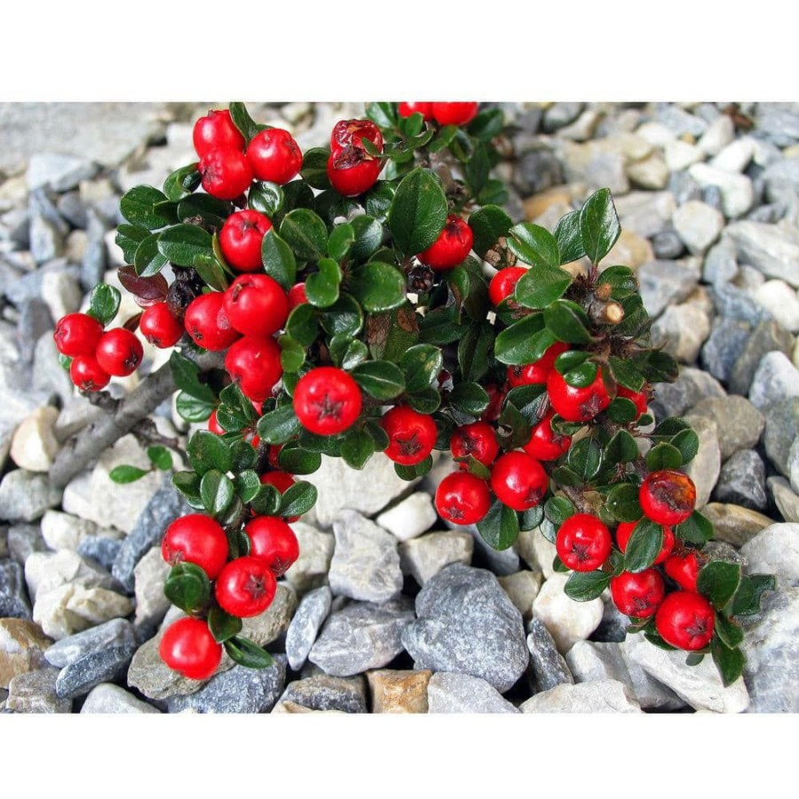 Outdoor Plants * | Cheapest 1 Gal. Cranberry Cotoneaster Shrub This True Multi-Purpose Shrub Displays A Different Color For Every Season By Online Orchards