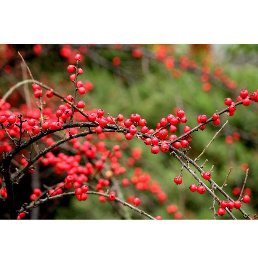 Outdoor Plants * | Cheapest 1 Gal. Cranberry Cotoneaster Shrub This True Multi-Purpose Shrub Displays A Different Color For Every Season By Online Orchards