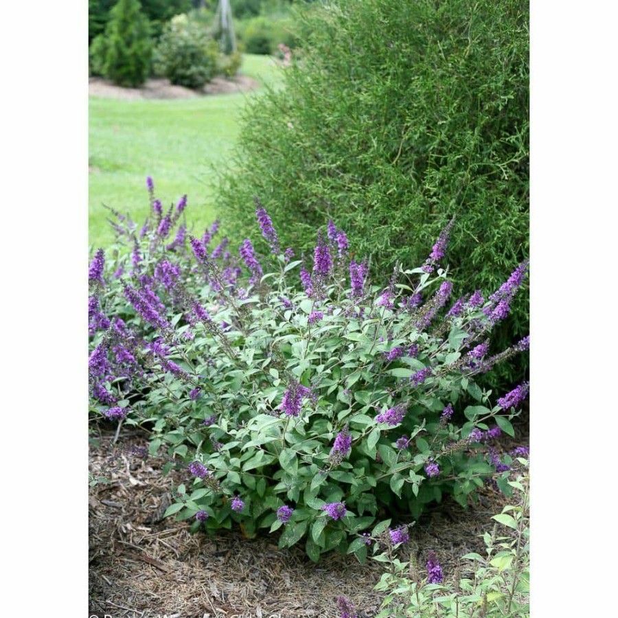 Outdoor Plants * | Best Sale 1 Gal. Lo And Behold 'Blue Chip Jr.' Butterfly Bush (Buddleia) Live Shrub, Blue-Purple Flowers By Proven Winners