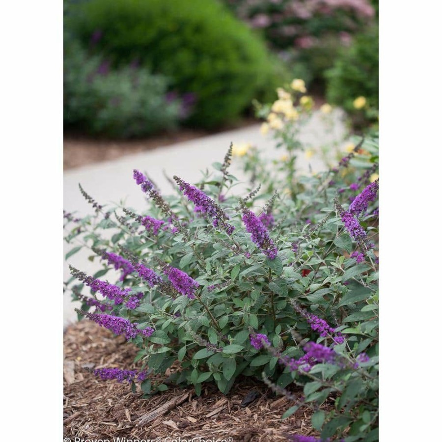 Outdoor Plants * | Best Sale 1 Gal. Lo And Behold 'Blue Chip Jr.' Butterfly Bush (Buddleia) Live Shrub, Blue-Purple Flowers By Proven Winners