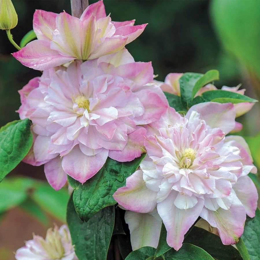 Outdoor Plants * | Coupon 4 In. Pot Innocent Blush Clematis Vine With Pink Flowers Live Perennial Plant (1-Pack) By Spring Hill Nurseries