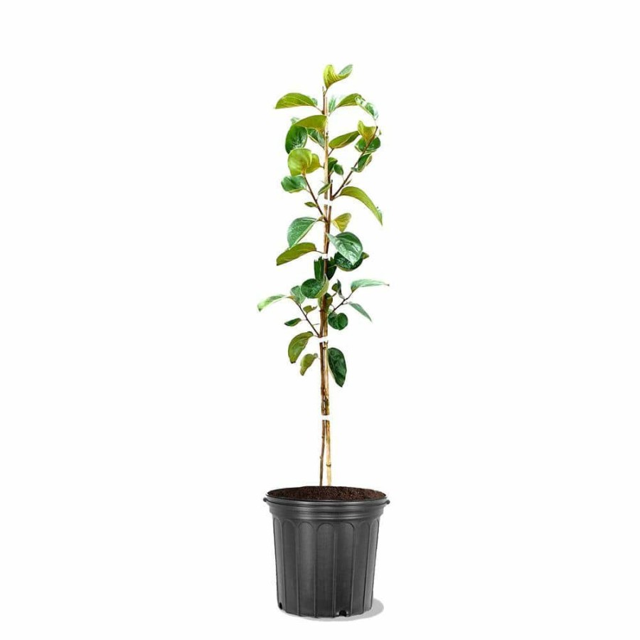 Outdoor Plants * | Budget Fuyugaki Persimmon Tree By Unbranded