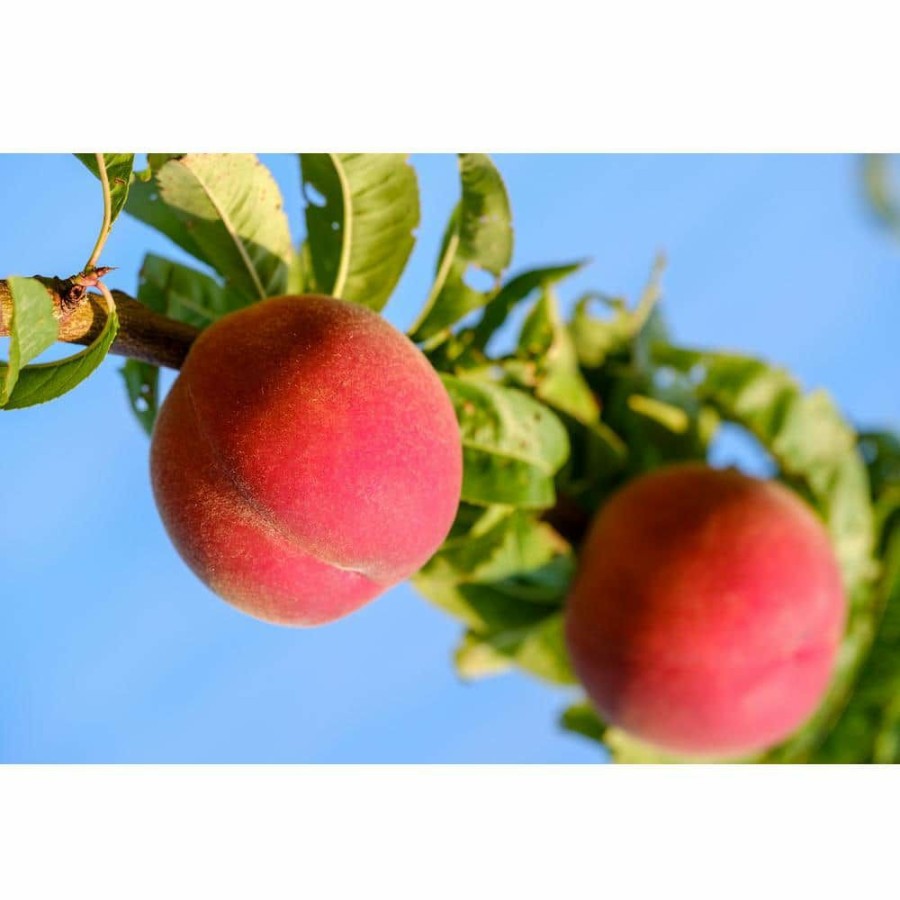 Outdoor Plants * | Best Pirce Red Gold Nectarine Tree Bare Root By Online Orchards