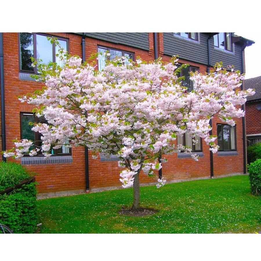 Outdoor Plants * | Cheap 3 Ft. Shogetsu Cherry Blossom Tree With Elegant Multi-Petal Flowers By Online Orchards