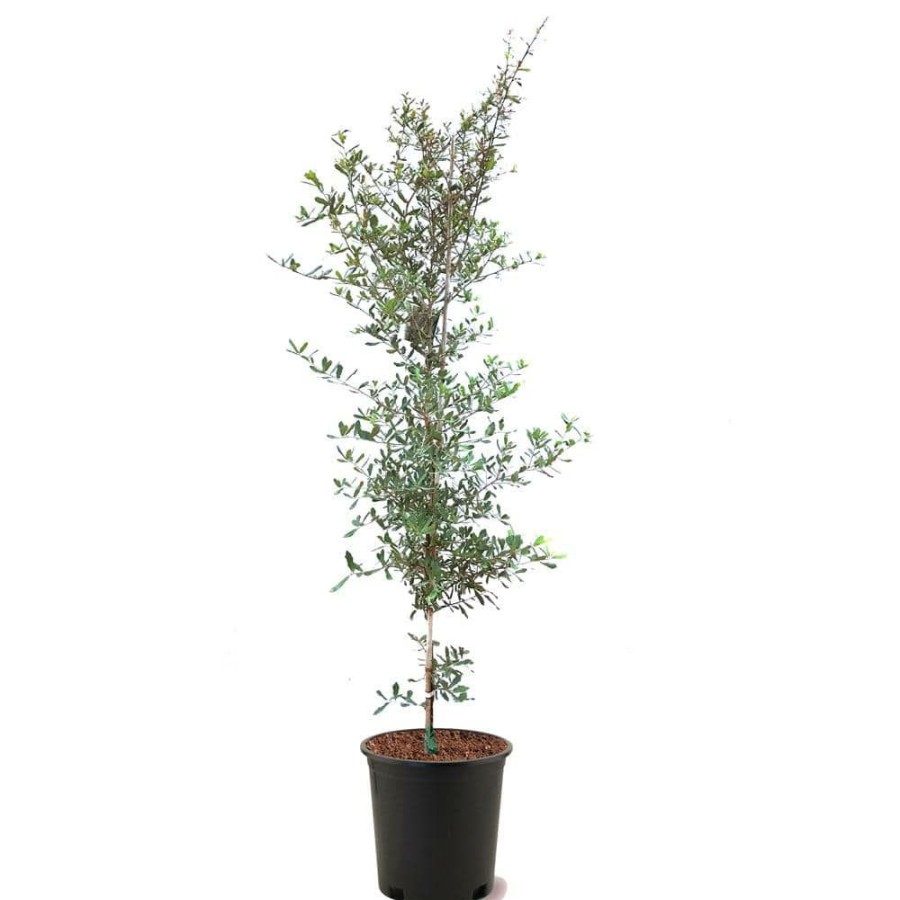 Outdoor Plants * | Best Pirce 5 Pot Southern Live Oak Semi-Evergreen Tree By Unbranded