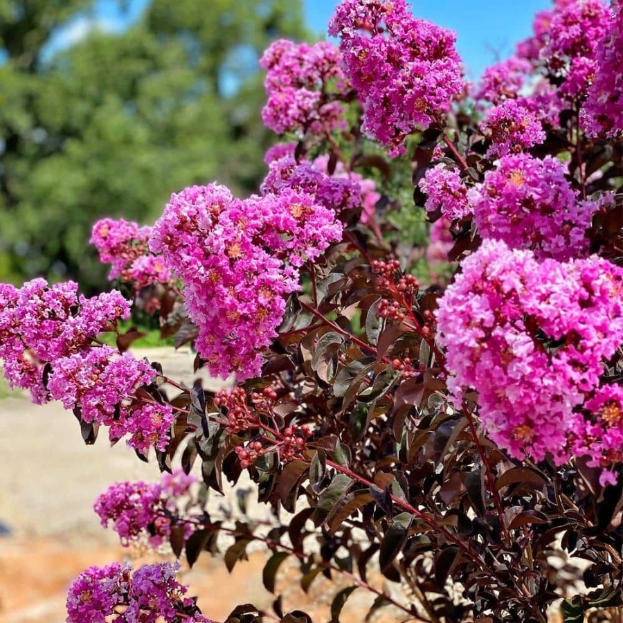 Outdoor Plants * | Buy 7 Gal. Lavender Lace Crape Myrtle Tree By Black Diamond