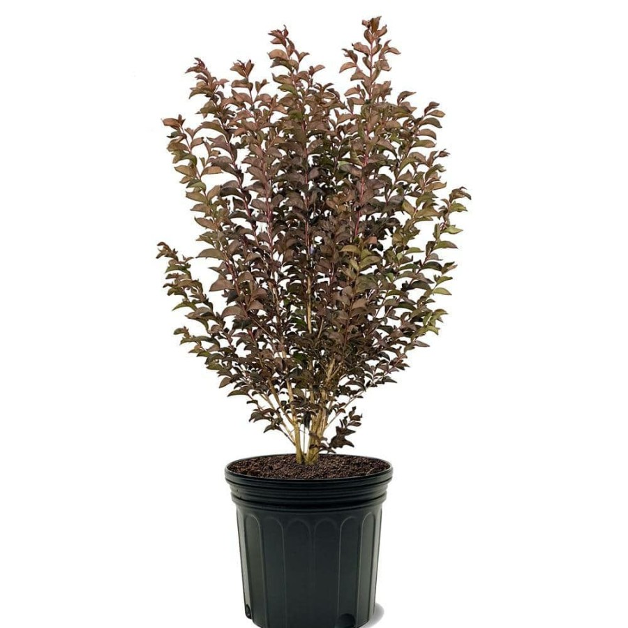 Outdoor Plants * | Buy 7 Gal. Lavender Lace Crape Myrtle Tree By Black Diamond