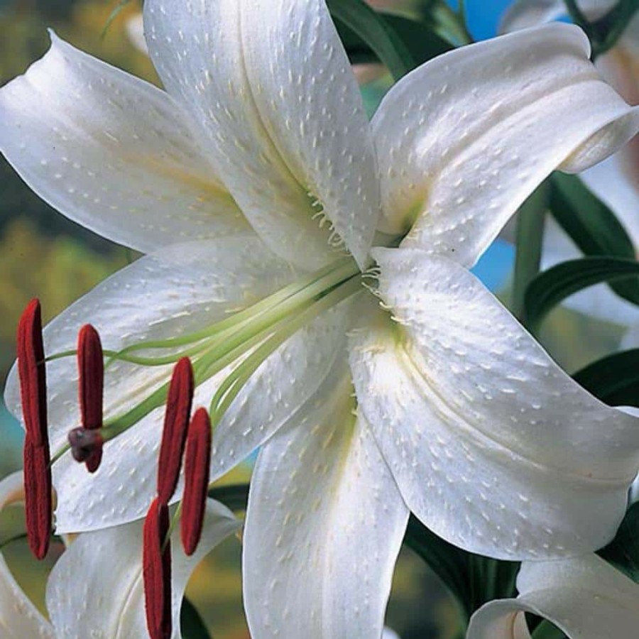 Outdoor Plants * | Buy Oriental Lily Casa Blanca Bulbs (5-Pack) By Breck'S