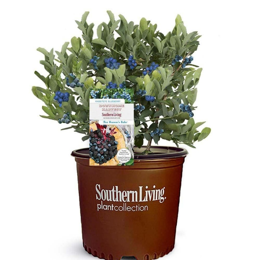 Outdoor Plants * | Coupon 2 Gal. Down Home Harvest For Heaven'S Sake Blueberry Plant By Southern Living