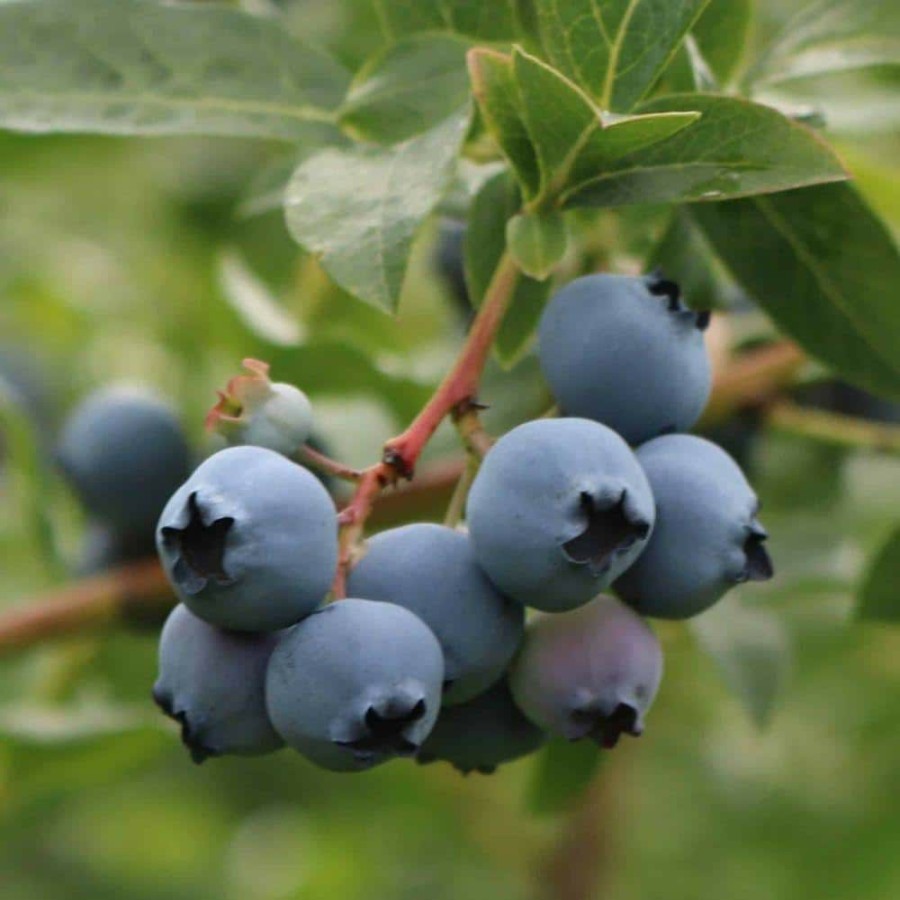 Outdoor Plants * | Coupon 2 Gal. Down Home Harvest For Heaven'S Sake Blueberry Plant By Southern Living