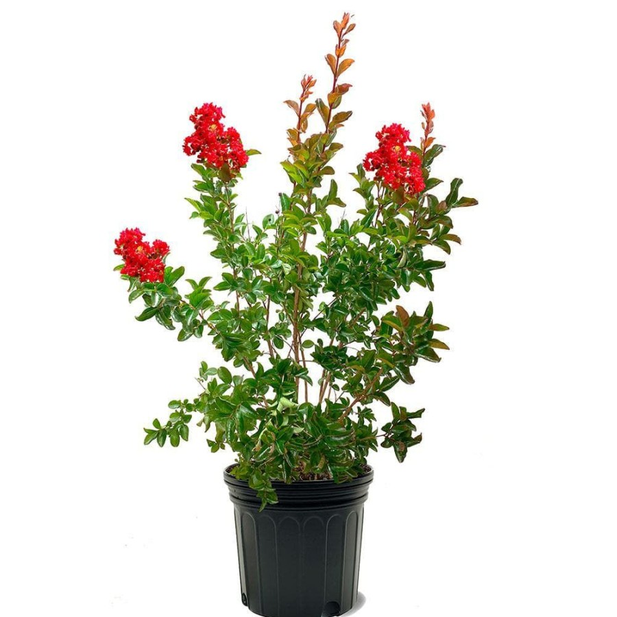 Outdoor Plants * | Best Sale 7 Gal. Miss Frances Crape Myrtle Tree By Southern Living