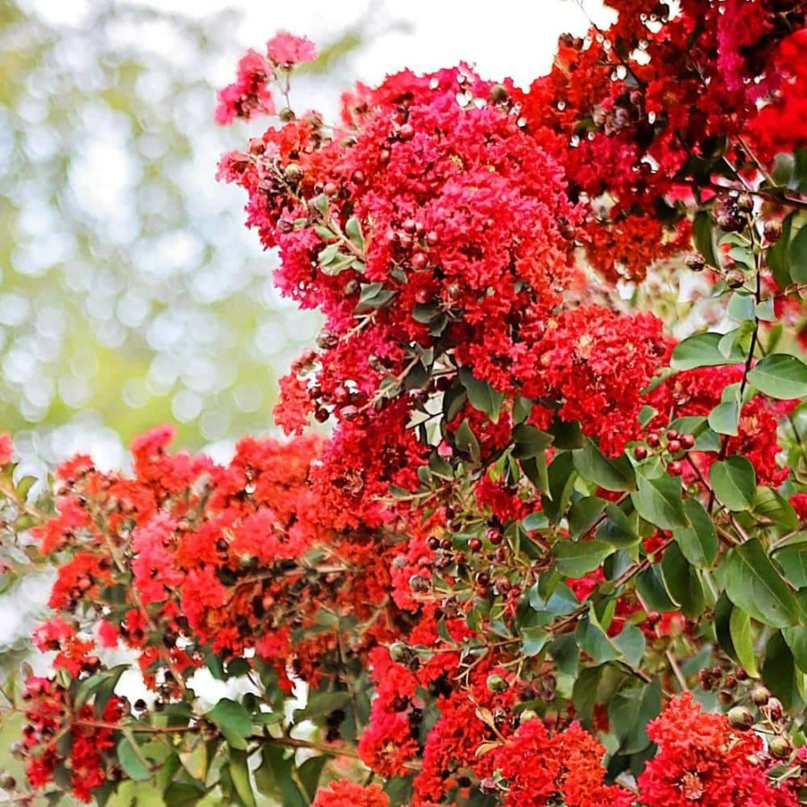 Outdoor Plants * | Best Sale 7 Gal. Miss Frances Crape Myrtle Tree By Southern Living