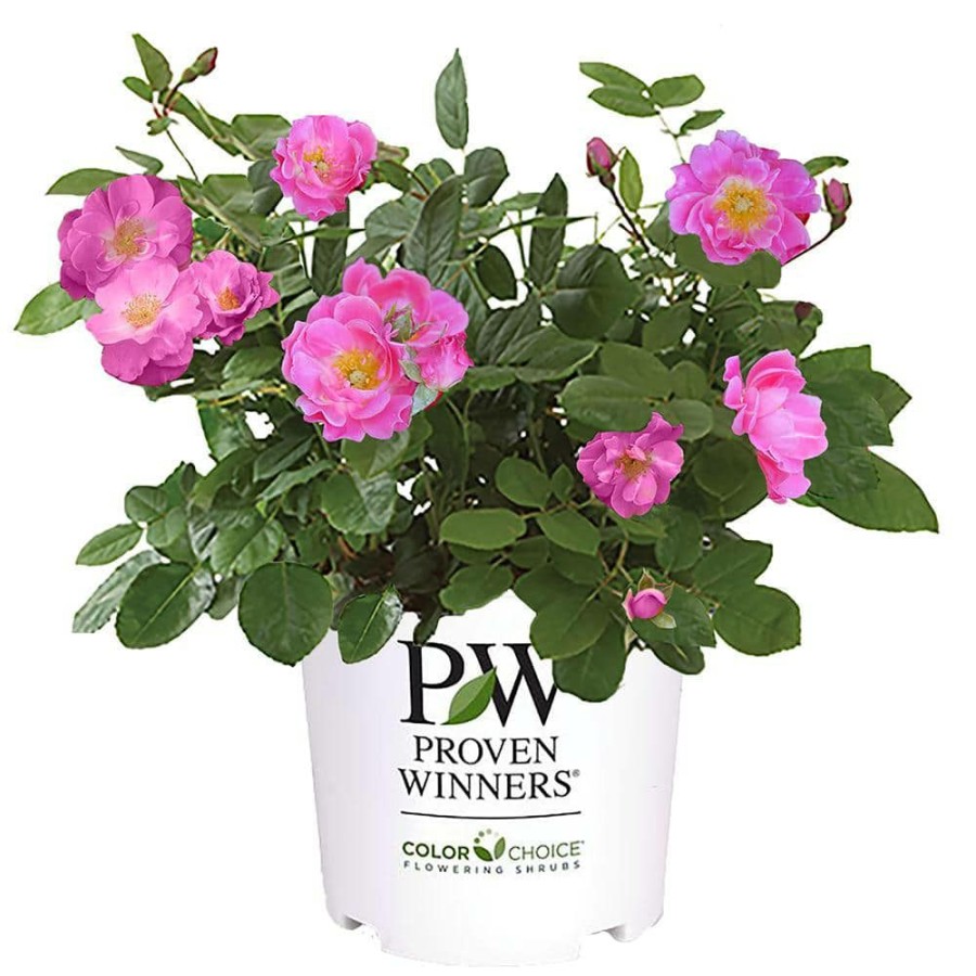 Outdoor Plants * | Flash Sale 2 Gal. Oso Easy Double Pink Rose With True Pink Flowers By Proven Winners