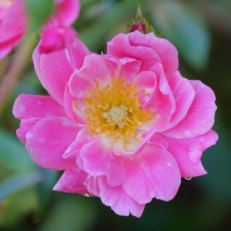 Outdoor Plants * | Flash Sale 2 Gal. Oso Easy Double Pink Rose With True Pink Flowers By Proven Winners