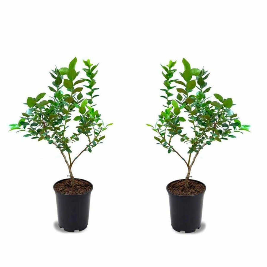 Outdoor Plants * | New 1 Gal. Cold Hardy Polaris Arctic Blueberry Plant (2-Pack) By Online Orchards