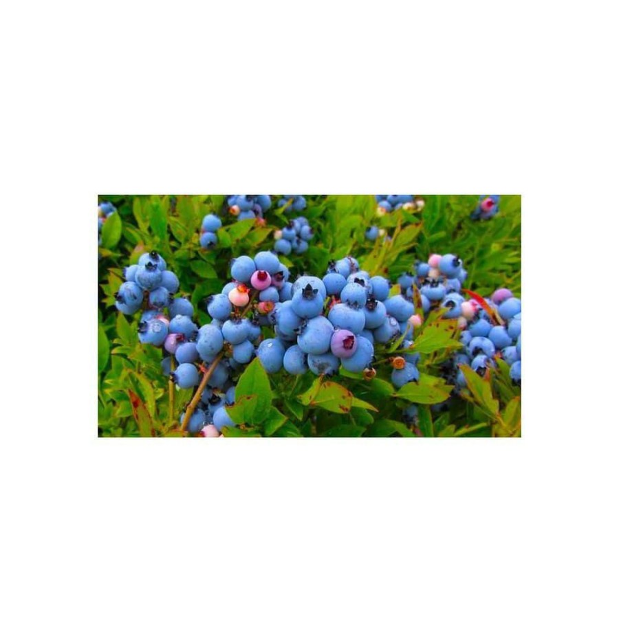 Outdoor Plants * | New 1 Gal. Cold Hardy Polaris Arctic Blueberry Plant (2-Pack) By Online Orchards