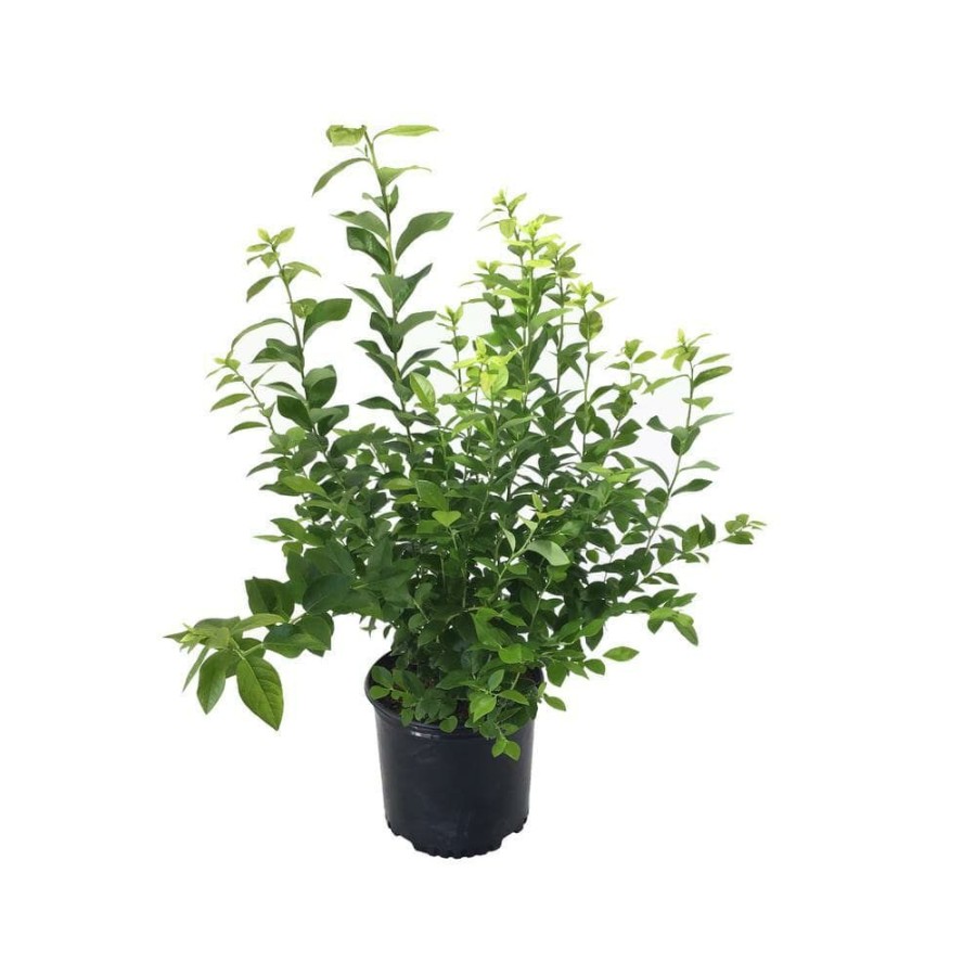 Outdoor Plants * | Best Sale Highbush Blueberry (Vaccinium) Jersey By Plants That Work